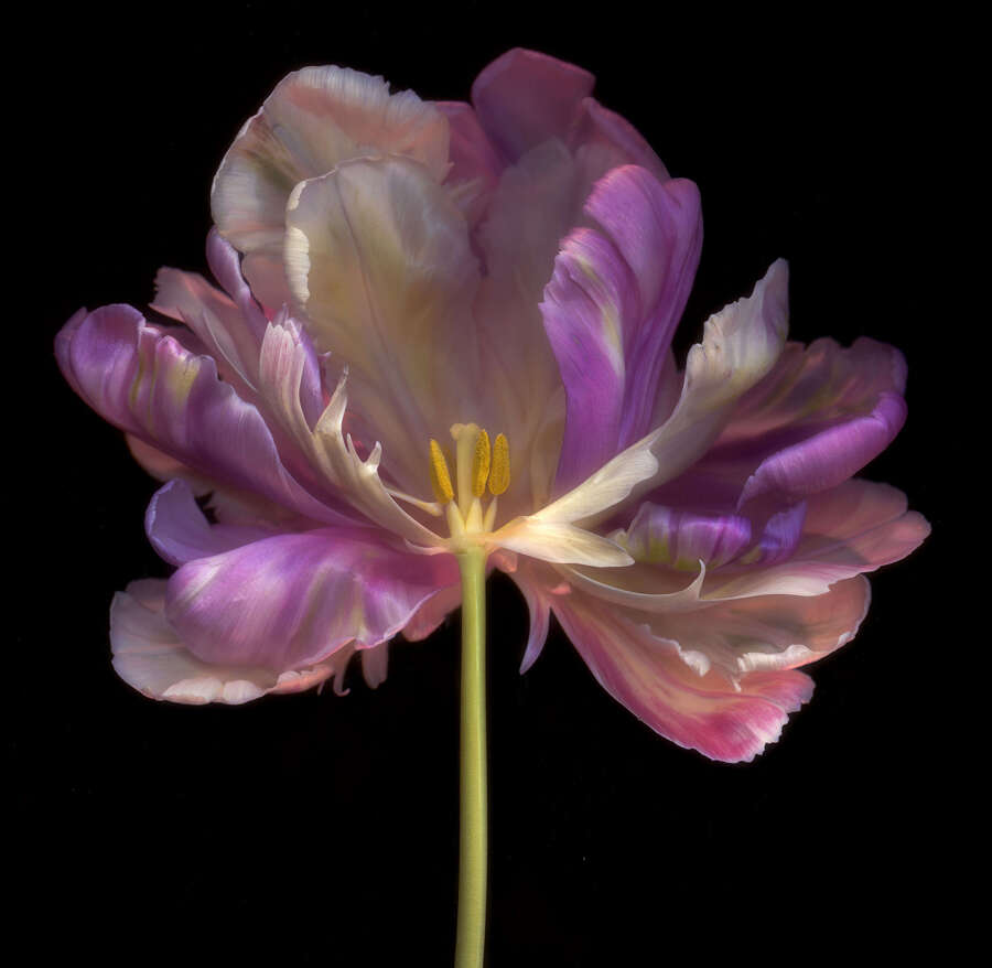 Floral Art
