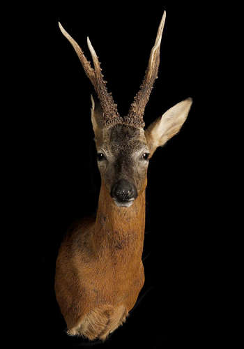 PRIDE & GLORY, ROEBUCK