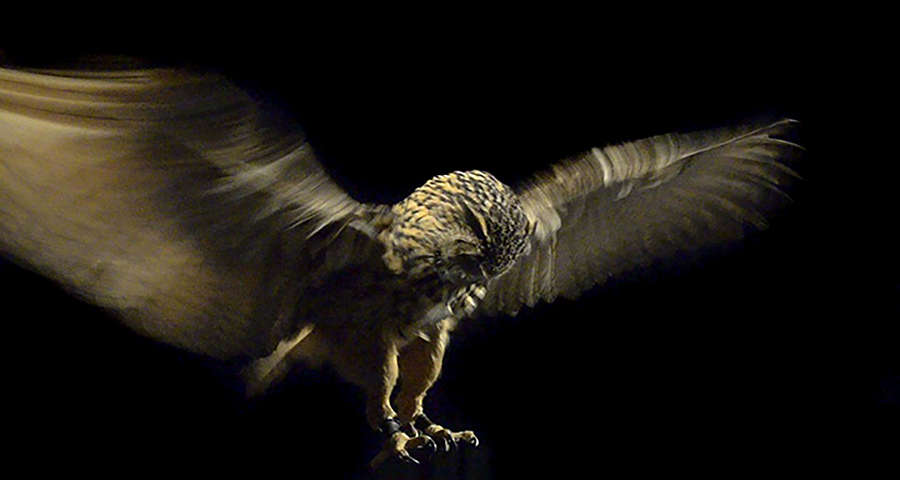 Pride And Glory, Eagle Owl