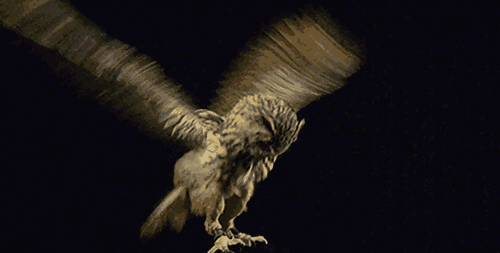 Pride And Glory, Eagle Owl