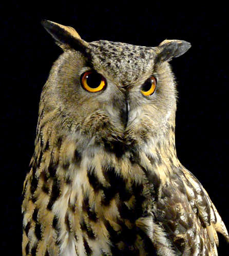 Pride & Glory - Mona Lisa Owl