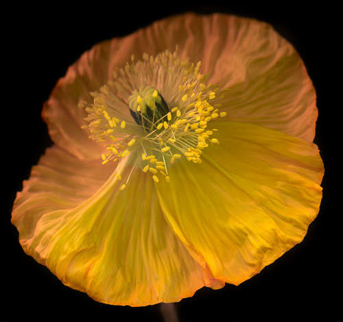 UNTITLED GARDEN 5