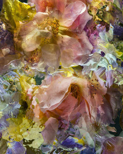 AQUA FLORA X N°17