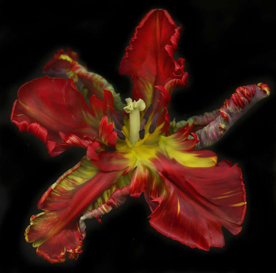 UNTITLED GARDEN 7