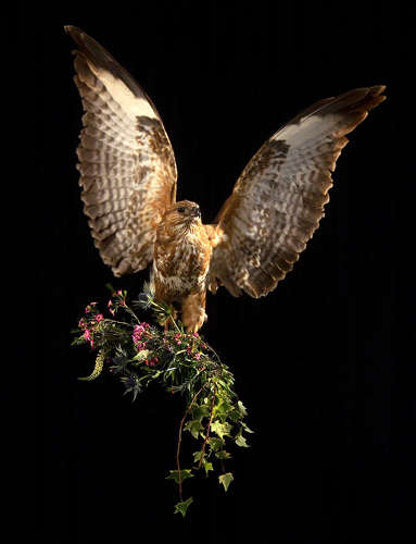 Pride & Glory - Buzzard