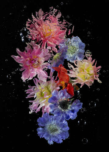 AQUA ODYSSEY N°6. (Flowers from the Grange)