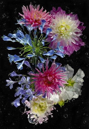 AQUA ODYSSEY N°7 (Flowers from the Grange)