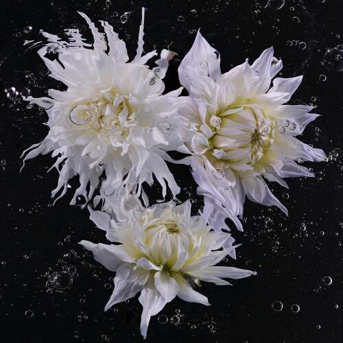 AQUA ODYSSEY N°8 (Flowers from the Grange)