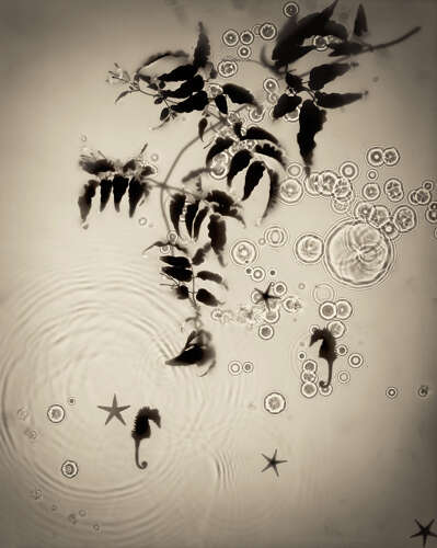 FADE INTO LIGHT 009