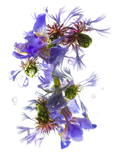 Ishga N°1 (Flowers from the Grange)